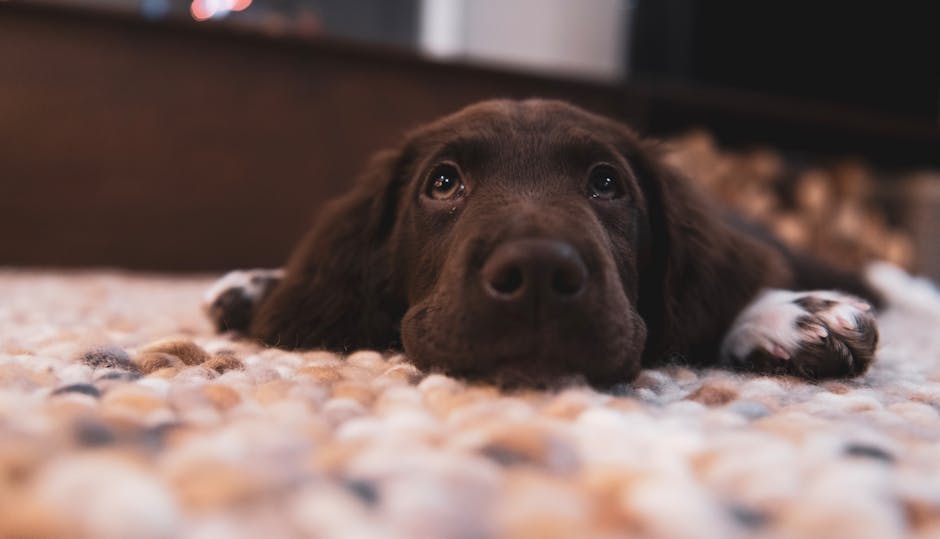 A person with short brown hair, wearing glasses and a black long-sleeve shirt, is lying on a beige carpeted floor indoors, engaging in surface cleaning and pet odour management for a dog lying on its back. The dog, a small black and brown breed, is stretched out on the carpet with its belly exposed, while the person gently pats its chest area. Nearby, there are two open books with white pages and red and yellow covers, placed on the floor. The room has natural lighting, and the carpet appears clean and well-maintained, reflecting a focus on routine domestic cleaning and hygiene practices. The scene illustrates a home environment where Carpet Cleaning Merton provides comprehensive deep cleaning and odour removal services, including treatments for pet-related issues, ensuring a hygienic and fresh living space.